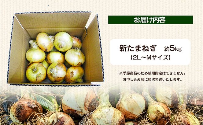 香川県産　新たまねぎ　約5kg