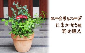 ユーカリとハーブ5種 寄せ植え テラコッタ鉢 24cm 植物 ガーデン インテリア 