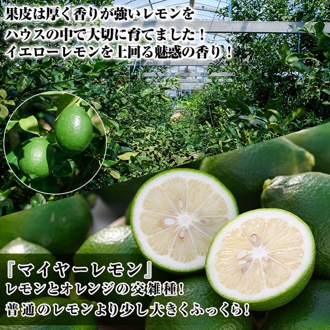 ＜先行予約受付中！2026年8月中旬以降順次発送予定＞数量限定！ハウスマイヤーグリーンレモン(5kg) 国産 檸檬 果実 果物 フルーツ 柑橘 デザート お菓子作り 期間限定 数量限定【桐野柑橘株式会社】akn070-18