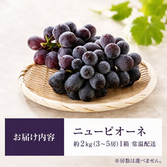 ニュー ピオーネ 約2kg 3～5房 ぶどう 葡萄 フルーツ 岡山 高梁市産 2026年 先行予約 果物類 果物 