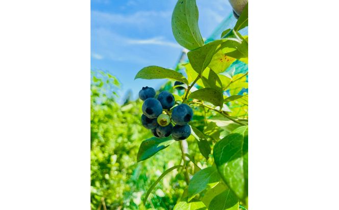 【農薬不使用】 手摘み生ブルーベリー 400g 142069_JJ001