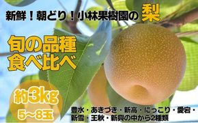 【先行予約】小林果樹園の梨 食べ比べ5～8玉  約3kg　※2026年9月～発送
