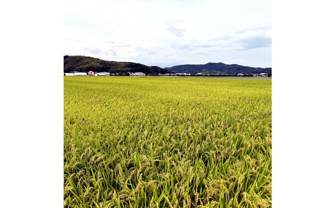 1105.令和7年産　きぬむすめ精米 10kg 313726_CI002