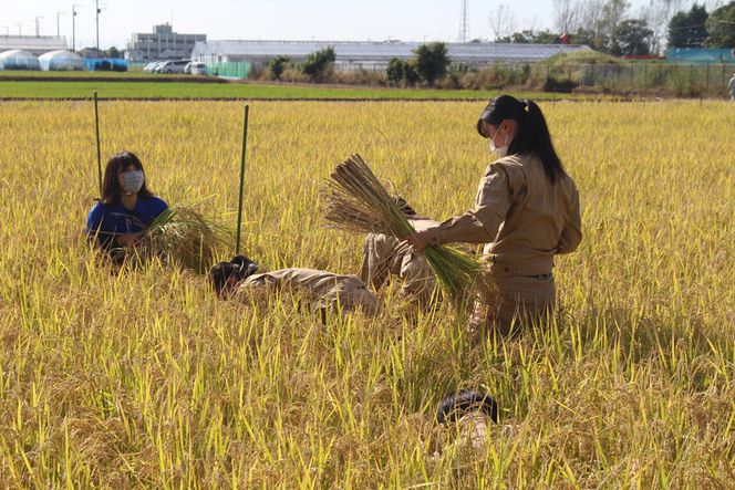 コシヒカリ (玄米) 30kg 農業高校生が本気で育てた逸品！埼玉県立杉戸農業高等学校 生物生産技術科 作物専攻 ※色彩選別済！｜数量限定 期間限定 新米 米 おこめ うるち米 玄米 ご飯 ごはん 農業高校 杉戸農業 高校生 実習 応援 こしひかり 米俵 SDGS 国産 埼玉県 さいたま 杉戸町 [0536]