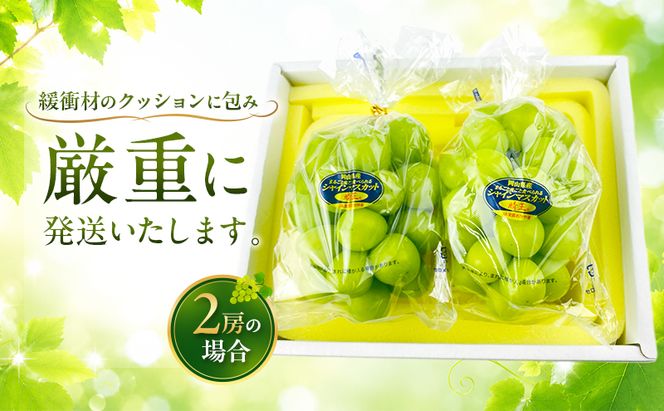 ぶどう 2026年 先行予約 定期便 シャインマスカット 晴王 2房 約1.2kg 7月・８月 2回発送 岡山県産 種無し 皮ごと食べる みずみずしい 甘い 温室栽培 瀬戸内 晴れの国 おかやま 果物大国 満天フルーツ