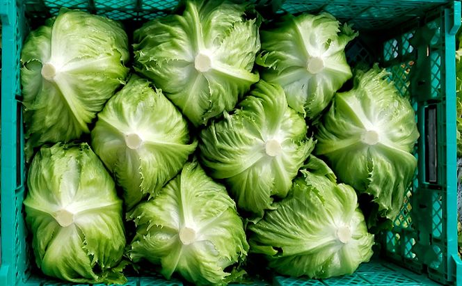 信州高原塩熟野菜 約10kg お任せ 野菜セット 野菜詰め合わせ レタス キャベツ ズッキーニ カリーノケール サニー おたのしみ