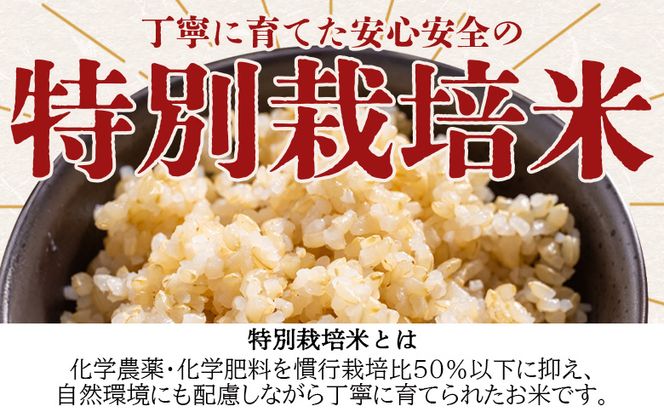 令和８年度産 玄米（特別栽培米）5kg 【8月下旬以降順次配送】 お米 こめ コメ げんまい おにぎり お弁当 毎日のご飯 特別栽培米 キロ ふっくら つやつや 冷めても美味しい お取り寄せ 国産 ka-0001
