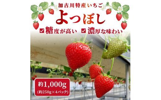 兵庫加古川(小林農園)特産いちご 4パック[1月中旬より順次発送]《 苺 いちご 期間限定 よつぼし フルーツ 果物 》【2401C09502】