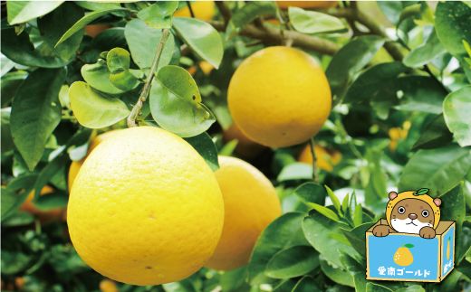 訳あり 河内晩柑 大玉 7kg 7000円 みかん かわちばんかん わけあり 愛南ゴールド あいなん ゴールド 美生柑 文旦 グレープフルーツ 和製 家庭用 産地直送 国産 農家直送 期間限定 数量限定 ビタミン 特産品 ゼリー ジュース 人気 限定 さわやか 甘い フルーツ 果物 柑橘 蜜柑 規格外 塚岡農園 愛南町 愛媛県