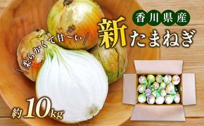 香川県産　新たまねぎ　約10kg