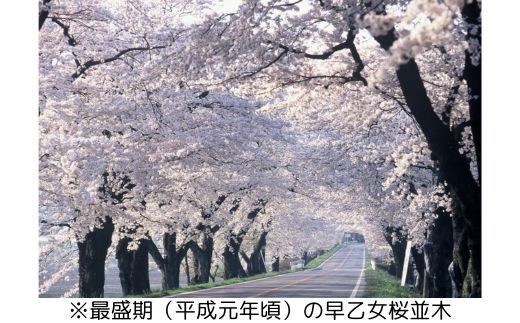 【数量限定】さくら市オリジナル「ジェットストリーム多機能ペン4&1」｜三菱鉛筆　ジェットストリーム　桜　サクラ　ソメイヨシノ　桜並木　文房具　栃木県　合格祈願　プレゼント