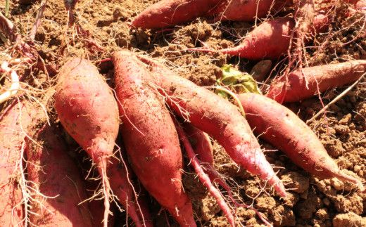 訳あり 熟成 紅はるか 5kg さつまいも いも 低温熟成 完全熟成収穫  M～2Lサイズ 高糖度 料理 国産 愛媛県 愛南町青果市場 発送時期：12月下旬～5月下旬（なくなり次第終了）