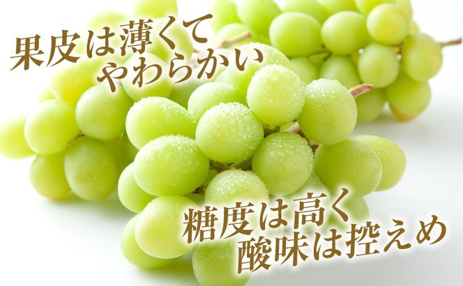 シャインマスカット 約2kg 3～5房 ぶどう 葡萄 フルーツ 岡山 高梁市産 2026年 先行予約 果物類 果物 