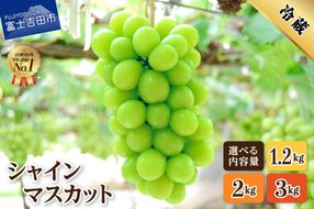 【2026年発送】 山梨県産 シャインマスカット 【 選べる内容量 1.2kg ～ 3kg 】  フルーツ シャイン マスカット 果物 旬 高級 山梨 富士吉田 マツコの知らない世界 シャインマスカット フルーツ