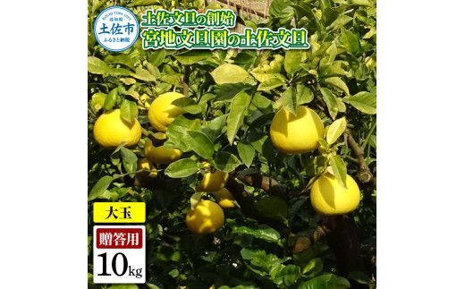 【先行予約】土佐文旦の創始 宮地文旦園の土佐文旦 贈答用3L 大玉 約10キロ 16～19個入り 10kg〈2027年3月上旬～4月下旬〉 ぶんたん ブンタン フルーツ 柑橘 みかん 果物 くだもの 柑橘類 デザート 高知県 土佐市【宮地文旦園】[BQBP007]
