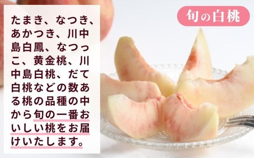 [2回定期便] 旬のネクタリン＆白桃 約2.6～3kg 食べ比べ 年2回定期便 ［おぶせファーマーズ］ネクタリン 白桃 フルーツ 果物 冷蔵便 クール便 長野県産 信州産 小布施 令和7年産【2025年7月中旬～8月下旬発送】[F-69]