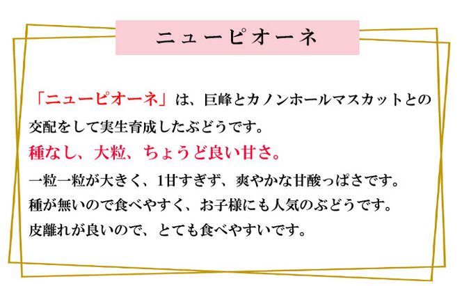 ぶどう 2026年 先行予約 ニュー ピオーネ 約500g×2房 種無し ブドウ 葡萄  岡山県産 国産 フルーツ 果物 ギフト 