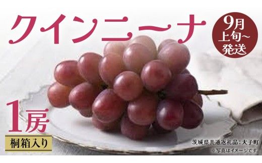 【 桐箱入り 】 クインニーナ１房 【2026年9月上旬発送開始】(茨城県共通返礼品：大子町) ぶどう 葡萄 マスカット フルーツ 果物 贈答用 ギフト 贈り物