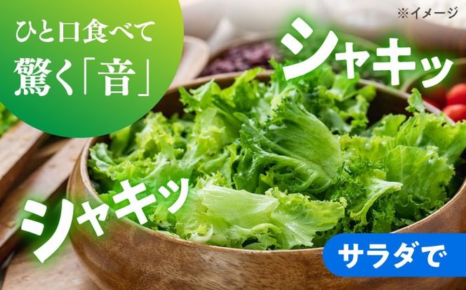 【2026年12月～発送】レタス 約8kg（12〜14玉）/ れたす 野菜 やさい / 南島原市 / 株式会社松尾青果[SGU005]