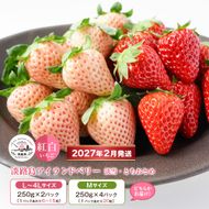 淡路島アイランドベリー　紅白いちご　淡雪/とちおとめ 2～4パック入【2027年2月発送予約受付・お届け日指定不可】　いちご
