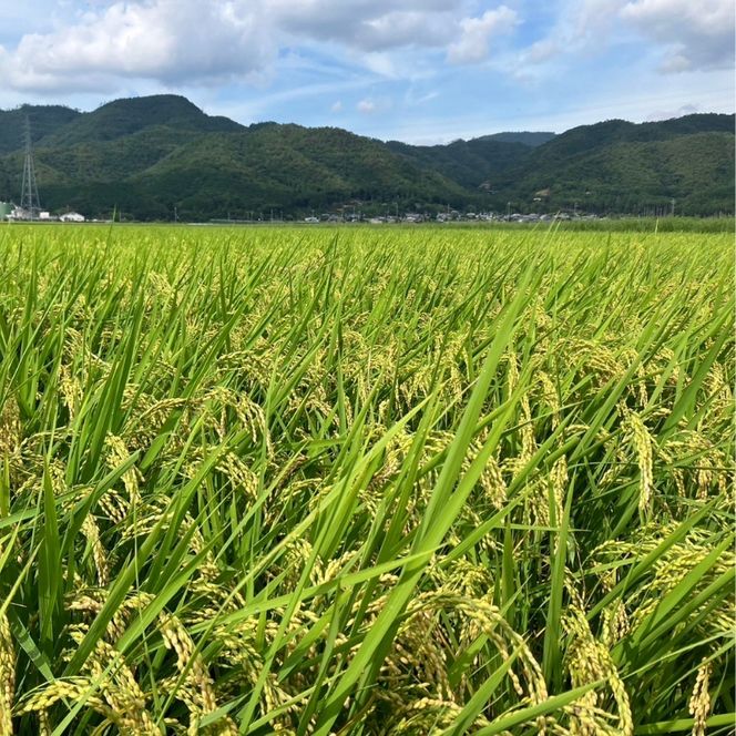 令和6年産 キヌヒカリ 10kg (5kg×2袋) 米 白米 精米 お米 こめ コメ きぬひかり 令和6年 ご飯 ごはん 京都 京都府 南丹市