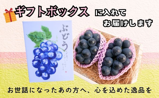 【先行予約】 ナガノパープル 2房  （約1kg） 《 2026年10月〜発送 》 （Bv-001）