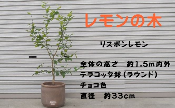 鉢植え レモンの木 リスボンレモン 大きめサイズ 配送不可 北海道 沖縄 離島 苗木 れもん 檸檬 Lemon 大きいサイズ 観葉植物 ガーデニング 花 実 香り 