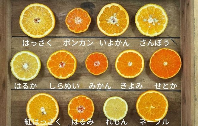 旬の柑橘食べ比べ 柑橘ごろごろ 3種 箱込 2.5kg(内容量 2.3kg) 秀品 優品 混合 和歌山県産 産地直送 【おまけ付き】【みかんの会】 AX150