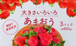 いちご あまおう 2027年2月中旬より発送 サイズ いろいろ 3パック（約855g）朝倉限定 イチゴ 苺 果物 フルーツ 配送不可：離島 