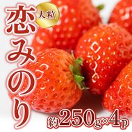 恋みのり 1kg  先行予約 約250g×4P  錦町産 いちご 恋みのり 苺 イチゴ  デザート フルーツ 2027年1月以降より順次発送 配送不可:離島
