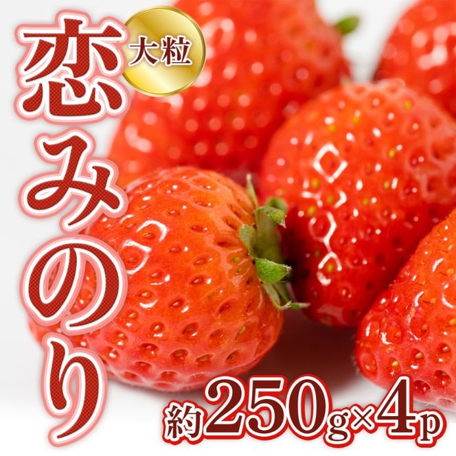 恋みのり 1kg  先行予約 約250g×4P  錦町産 いちご 恋みのり 苺 イチゴ  デザート フルーツ 2027年1月以降より順次発送 配送不可:離島
