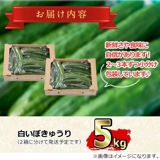 【0113907a】愛情たっぷり！牧内農園の白いぼきゅうり(計5kg・小分けパック) 野菜 やさい サラダ 胡瓜 キュウリ 漬物 ピクルス 小分け 大容量 期間限定 【牧内農園】