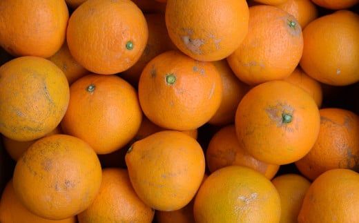 【先行予約】【濃厚】有田産清見オレンジ約5kg(M～3Lサイズおまかせ)ご家庭用 ※2027年2月中旬～2027年3月中旬頃発送予定（お届け日指定不可）/ みかん くだもの 果物 フルーツ 柑橘 オレンジ 清見オレンジ【tec959A】