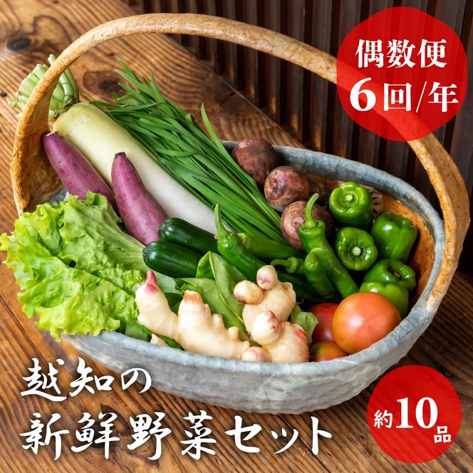 越知産市の季節の野菜セット(年6回発送) 偶数月