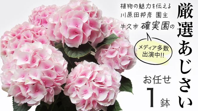 y錧vszs\AWTC y ܂ 1_ zy2026N4{蔭Jnz A  CeA t[ z  |  ~J K[fjO [BG007us]