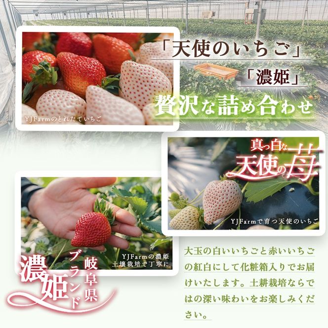 【先行予約】天使のいちご 紅白セット 苺 約400g いちご 詰め合わせ セット 岐阜県 海津市