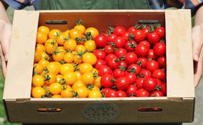 【2026年夏発送】富良野産 ミニトマト (赤・黄) 詰め合わせ 約3kg (阿部農園) トマト ミニトマト 野菜 新鮮 農家直送 北海道 富良野市