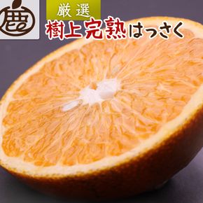 厳選 樹上完熟はっさく 10kg+250g（傷み補償分）［有田の春みかん・五月八朔・木生りはっさく］［光センサー選別］ ［IKE276］ 303446_BB90185