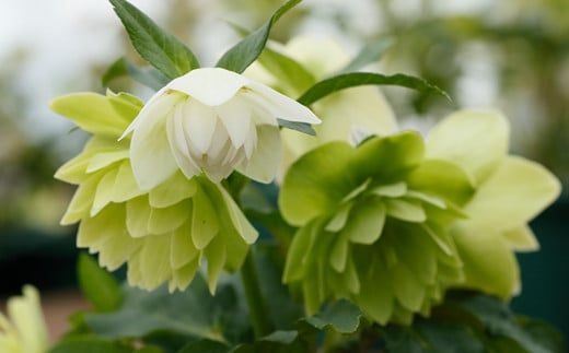 花巻温泉バラ園で育ったクリスマスローズ苗　<2026年2月上旬より順次発送> 【1616】