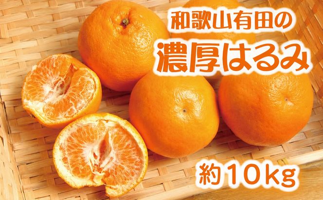 和歌山有田の濃厚はるみ約10kg (S又はMサイズ)※2027年1月下旬～2月中旬頃に順次発送予定/みかん 蜜柑 フルーツ 果物【ard204】