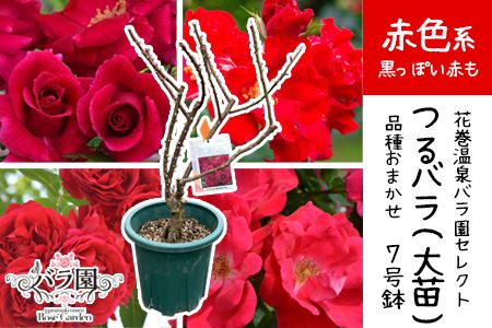 花巻温泉バラ園で育った「つるバラ大苗」7号サイズ -赤- 【1917】