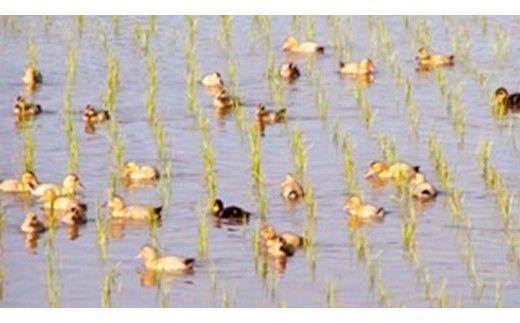 愛がも米 「 コシヒカリ 」 2kg ( 玄米 ) 米 コメ こめ こしひかり 令和7年産 除草剤不使用 農薬不使用 化学肥料不使用 [AI003ci]