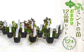 【ハーブショップYOU'樹】【おまかせセット】ミントの苗 3号ポット 12品種セット SWBE013