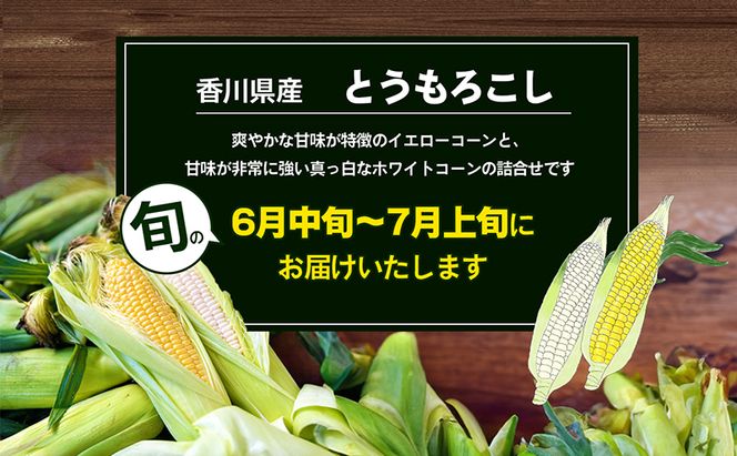 とうもろこし食べ比べセット　約5kg 野菜 野菜セット とうもろこし イエローコーン ホワイトコーン 詰合せ 