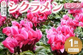 【先行受付11月20日より発送 数量・期間限定】鉢花 シクラメン ピンク6号鉢【シクラメン 冬のギフト ふるさと納税】(H069111)
