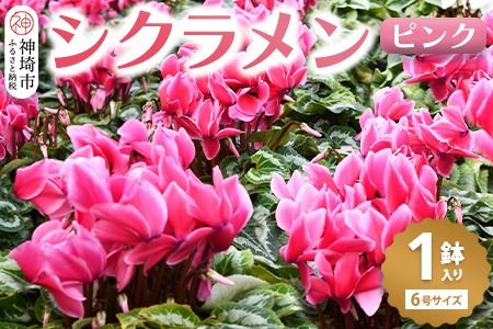 yꌧ_szyst1120蔭 ʁEԌz VN sN6yVN ~̃Mtg ӂ邳Ɣ[Łz(H069111)