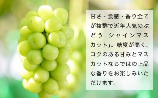 クイーンルージュ® &シャインマスカット 詰合せ 各1房 約1kg ［おぶせファーマーズ］ 果物 フルーツ くだもの ぶどう 葡萄 ブドウ クール便 冷蔵便 令和7年産 【2025年9月下旬～10月下旬発送】 ［F-541］