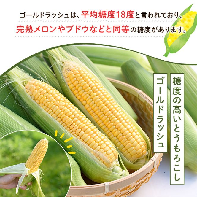 ＜先行予約受付中！2026年5月下旬以降順次発送予定＞とうもろこし ゴールドラッシュ(15本) 国産 旬 野菜 青果 トウモロコシ 期間限定【笹原正樹】akn094-01