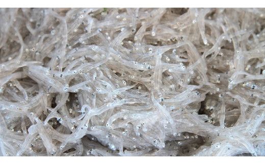 茨城県産 しらす干し 1kg ( 共通返礼品：茨城県 大洗町 ) シラス干し しらす シラス 業務用 冷凍 魚介 海鮮 しらす丼 離乳食 箱 [DD001us]