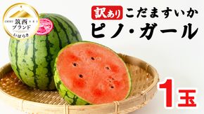 【 訳あり 】 こだますいか 「 ピノ・ガール 」 1玉 2026年産 先行予約 筑西ブランド こだまスイカ 小玉スイカ すいか スイカ フルーツ 果物 [AF080ci]
